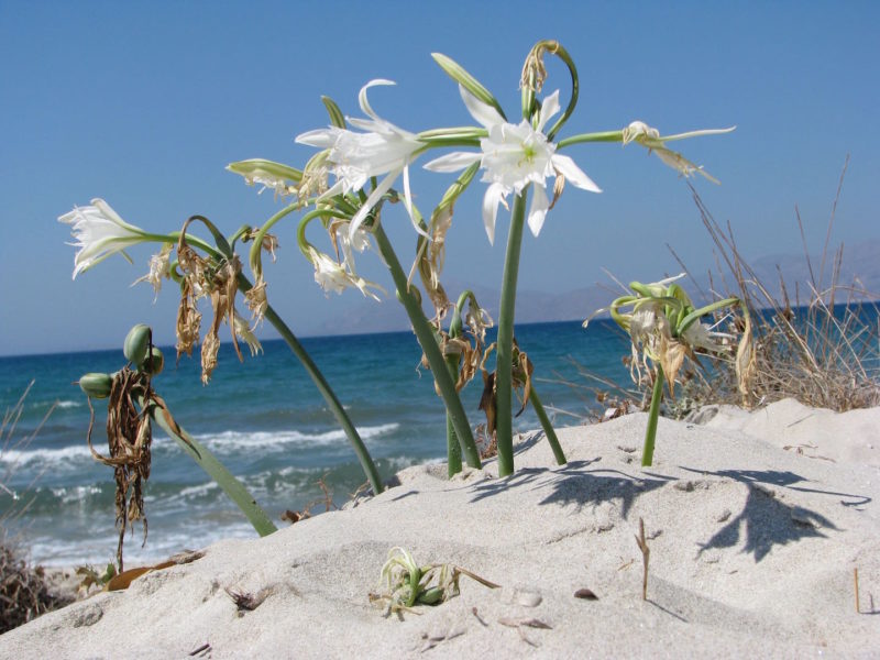Pancratium Maritimum on the beach in Mastichari (Fauna and Flora)