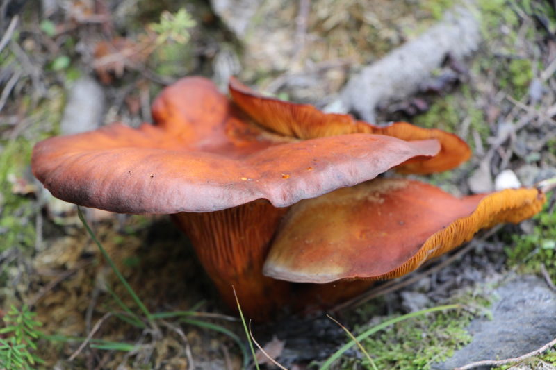 Mushrooms