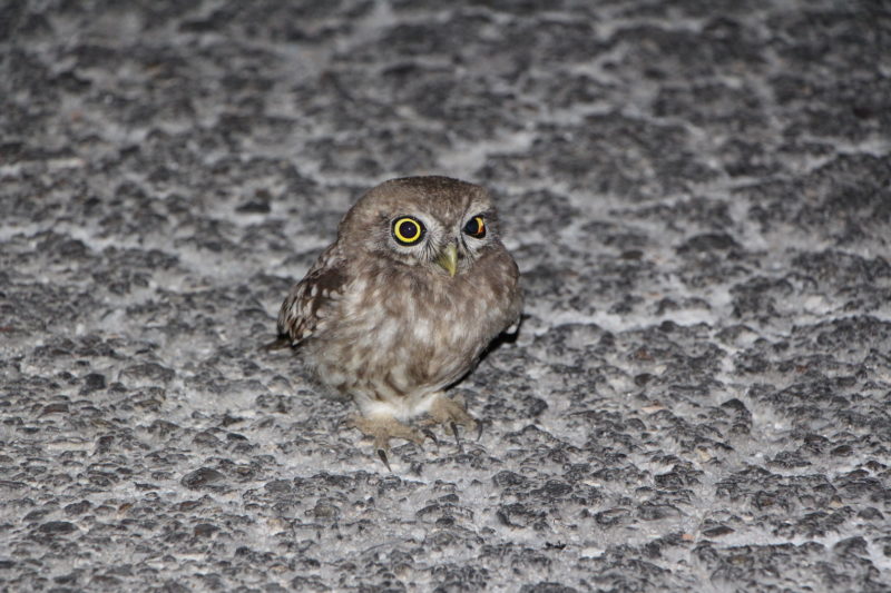 Owl on a road at night (Fauna and Flora)