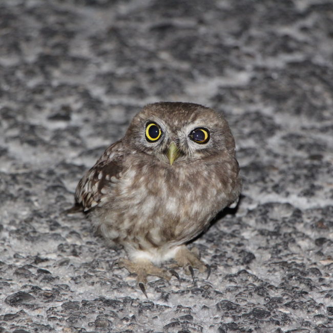 Owl