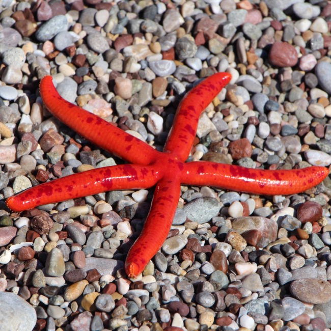 Starfish