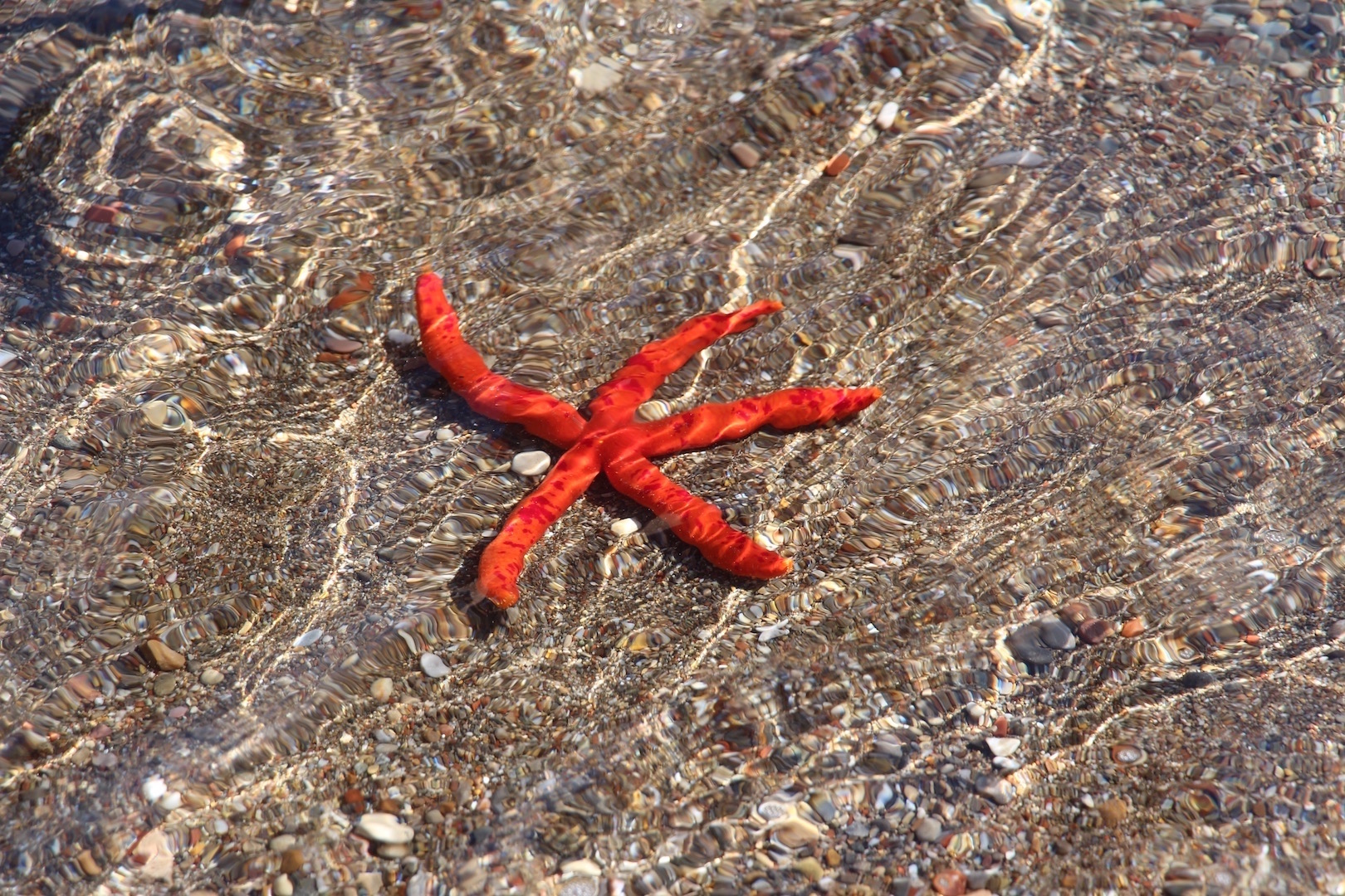 Starfish in Kefalos (Fauna and Flora)