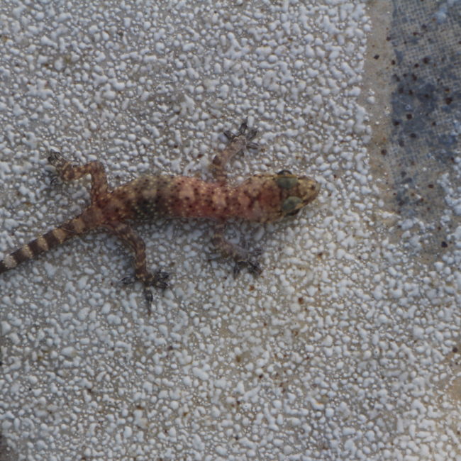 Geckos