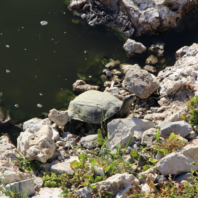 Turtles