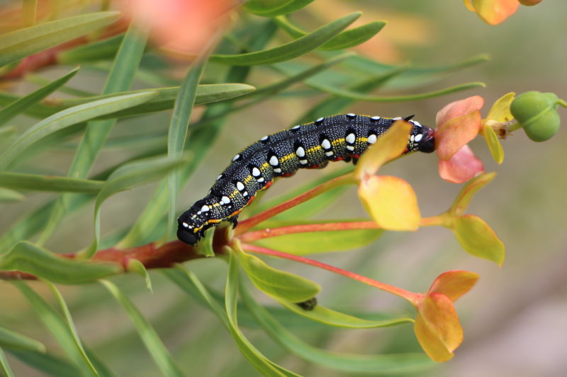 Insects