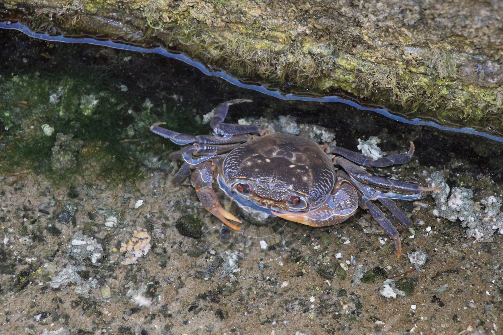 Fresh water crab found in one of the Antimachia Springs on Kos.