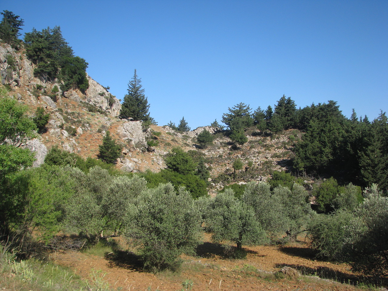 Olive grove seen while Hiking from Zia to the top of the Dikaios Mountain